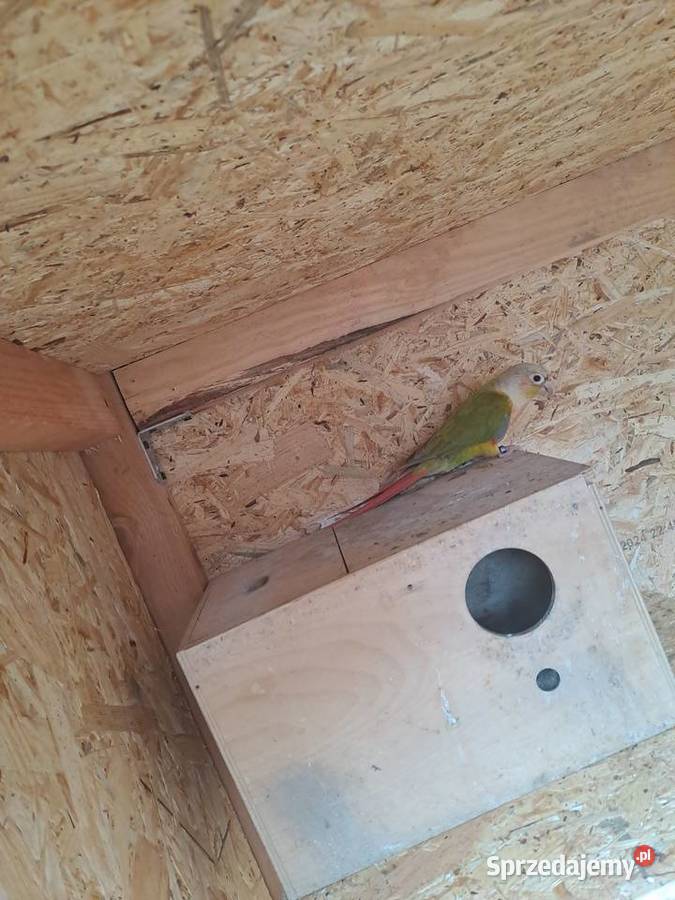 Rudosterki papugi śląskie Czernica