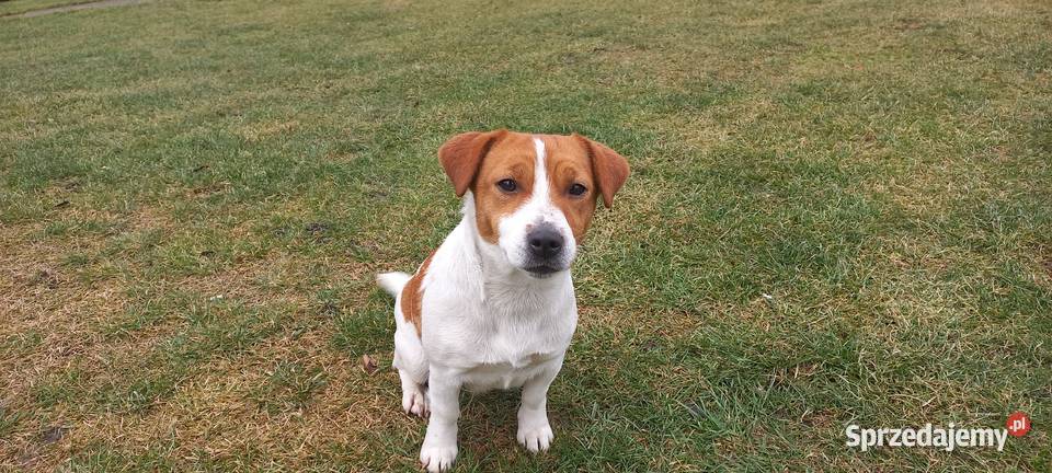 Jack Russell Terrier FCI ZKwP zapowiedź miotu Ząbkowice Śląskie