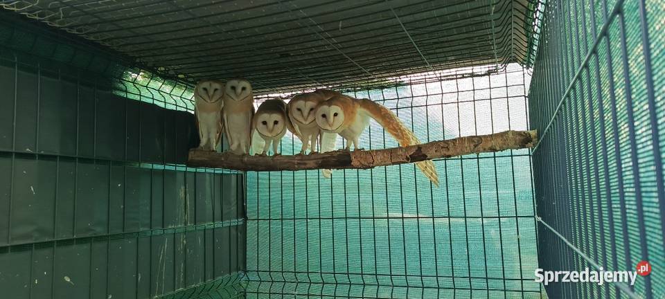 Sowy Sowa Płomykówka śląskie Jastrzębie-Zdrój sprzedam