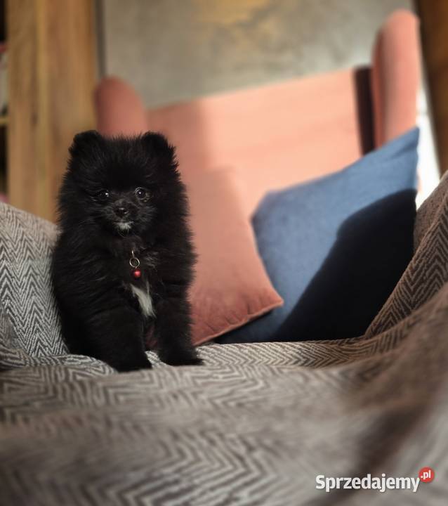 Pomeranian szpic miniaturowy Tarnów