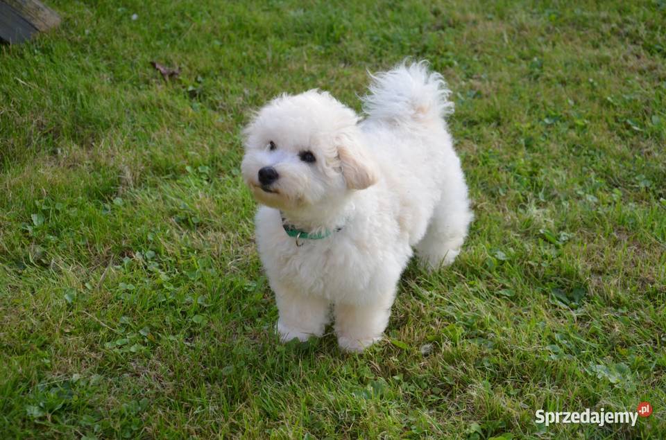 Bichon frise FCI ostatni piesek Pruszcz Gdański sprzedam