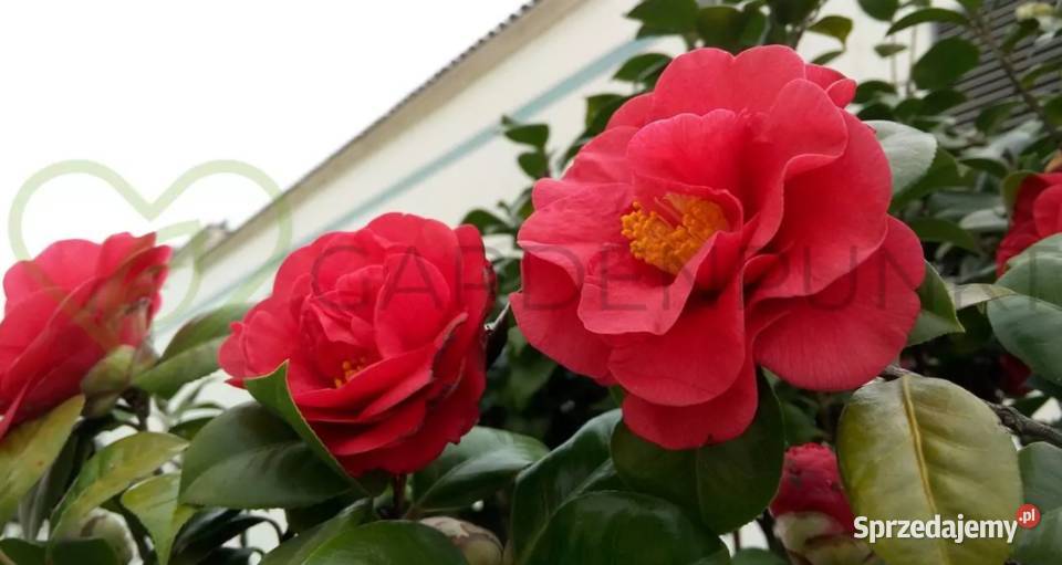 Kamelia Japońska Zimozielone Pięknie Pachnie Knurów sprzedam