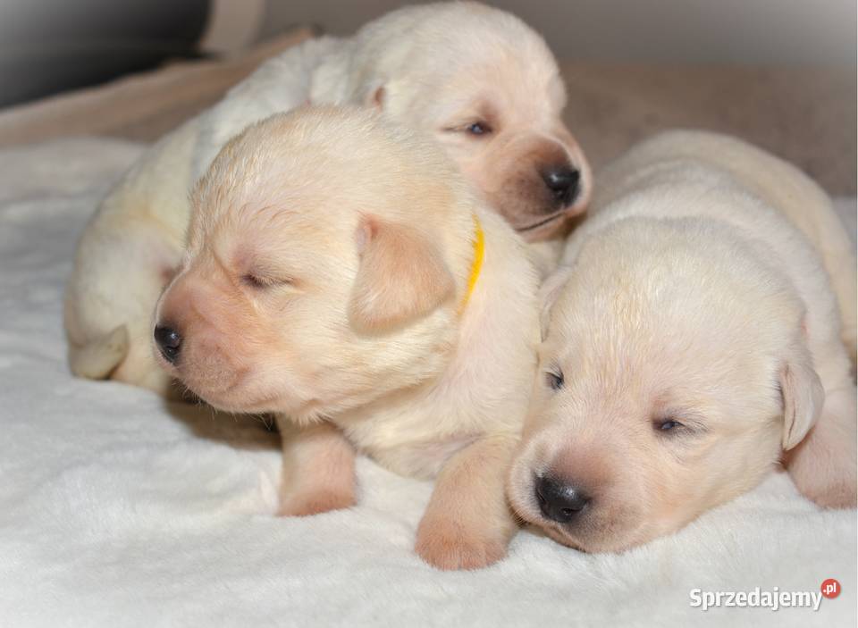 Elitarne zdrowe cudowne Labradory ZKwPFCI Myszków
