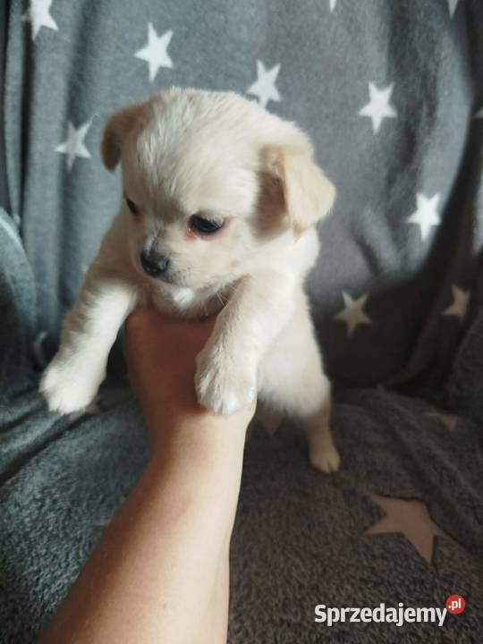 Urocze szczenięta rasy Chihuahua Płońsk sprzedam