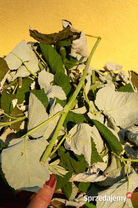 Malina suszone liście suszone łodygi gałązki Jodłownik