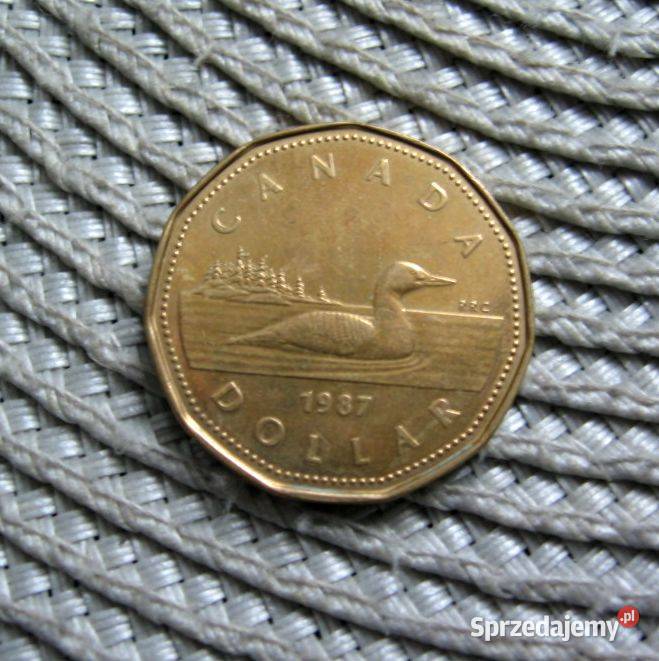 Kanada 1 Dolar 1987r Złocony Brąz pokryty Niklem Kalisz