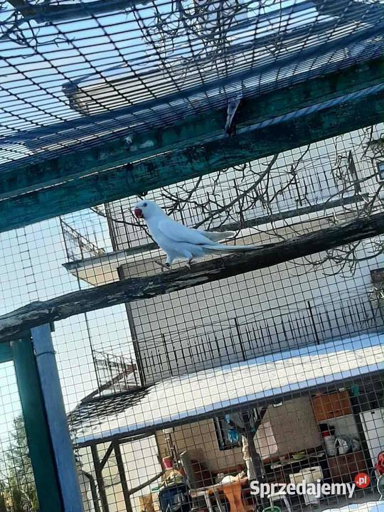 Aleksandretty obrożne różne mutacje Skała