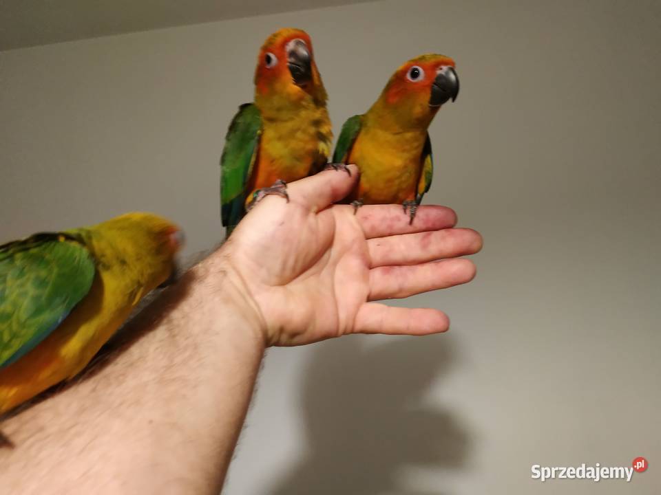 Konura słoneczna ręcznie karmiona oswojona 2020 Budzów