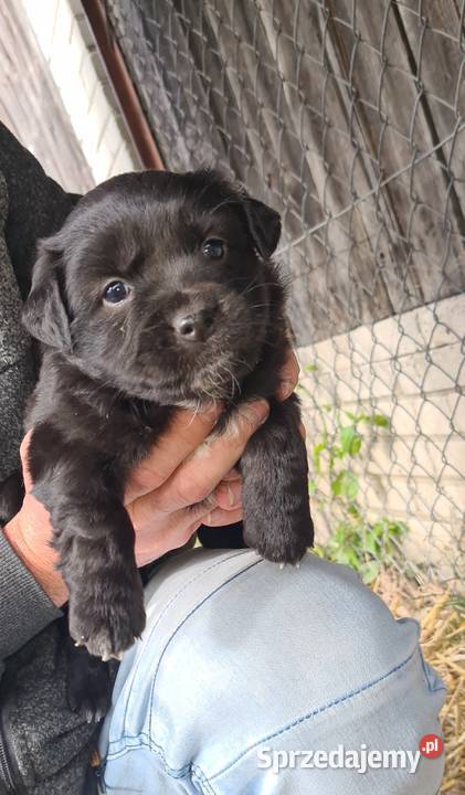 szczeniaki Pozostałe