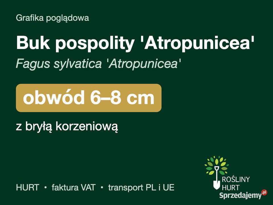 Buk pospolity Atropunicea obwód 68 z bryłą HURT