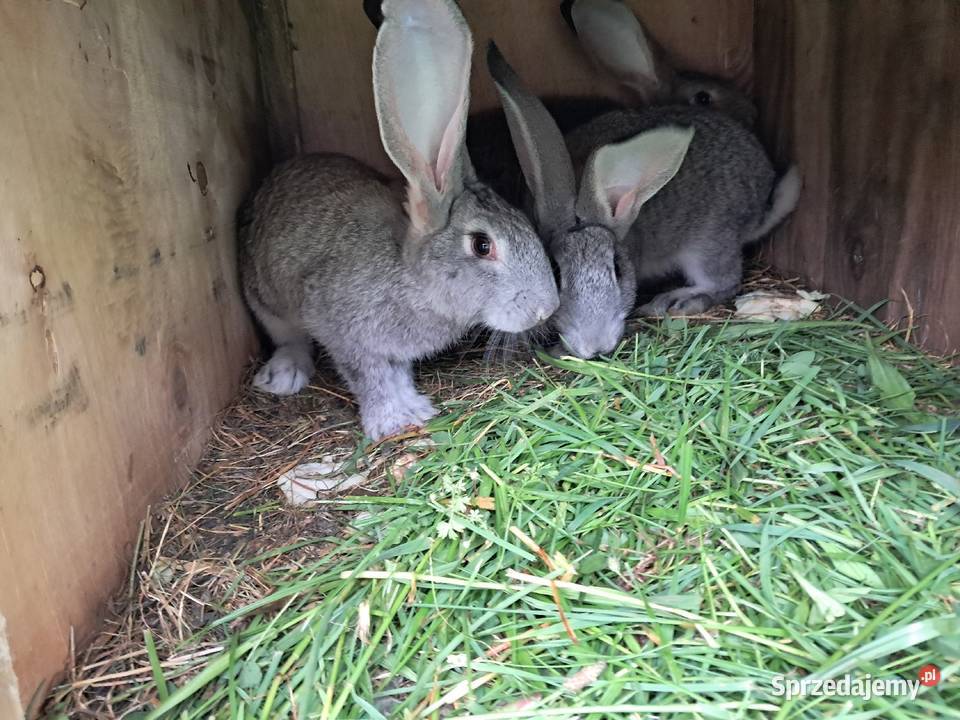 Króliki hodowlane Króliki Lublin