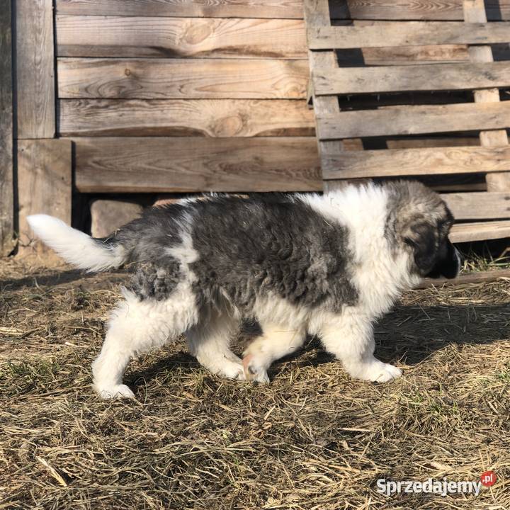 Mastif pirenejski rodzinny molos stróżujący warmińsko-mazurskie Pupki sprzedam