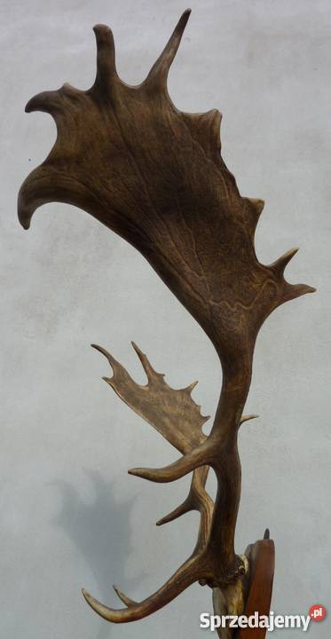 PorożeRogi JeleniaDanielabyka STAN IDEALNY Pszczyna sprzedam