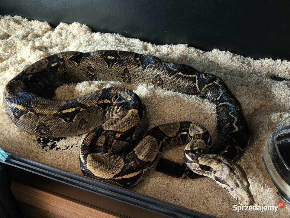 Boa constrictor samica Siedlce