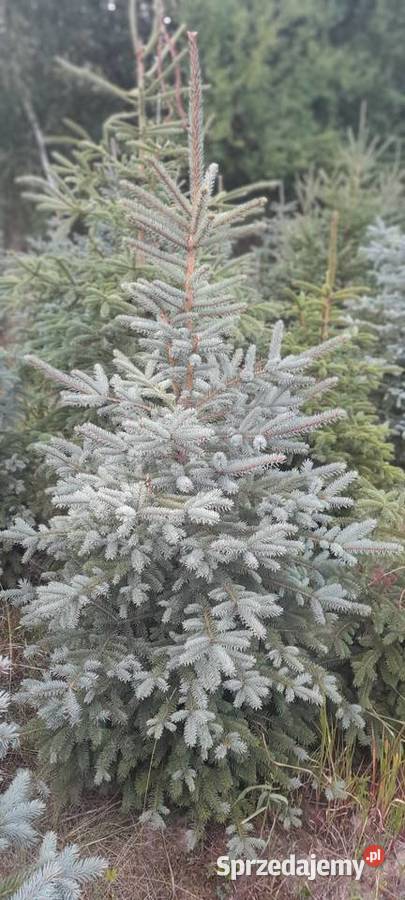 Choinki świerk srebrny srebrzysty pospolity