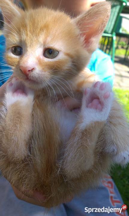 Do adopcji młode kocięta Będzin