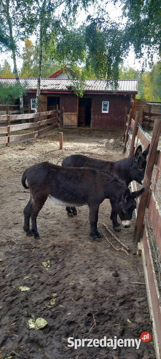 sprzedam osły 3 sztuki