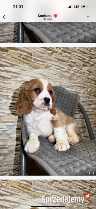 Cudowny piesek Cocker Spaniel Angielski Orange Kraków