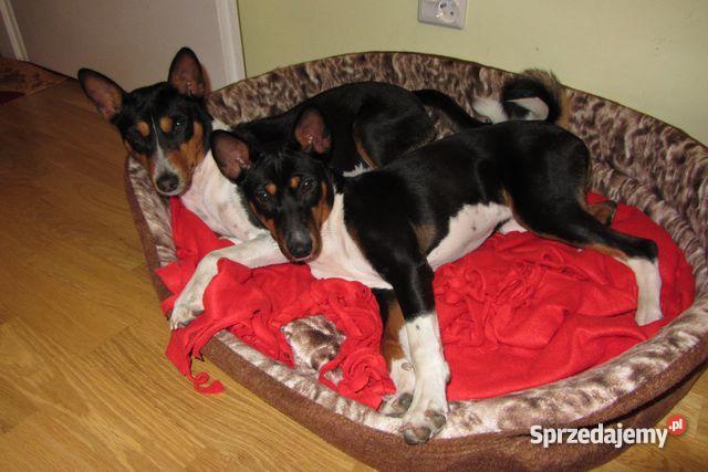 basenji szczenięta Gdańsk