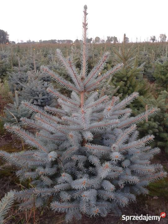 Świerk srebrny kaibab Świerk serbski omorica Rośliny Sierpc