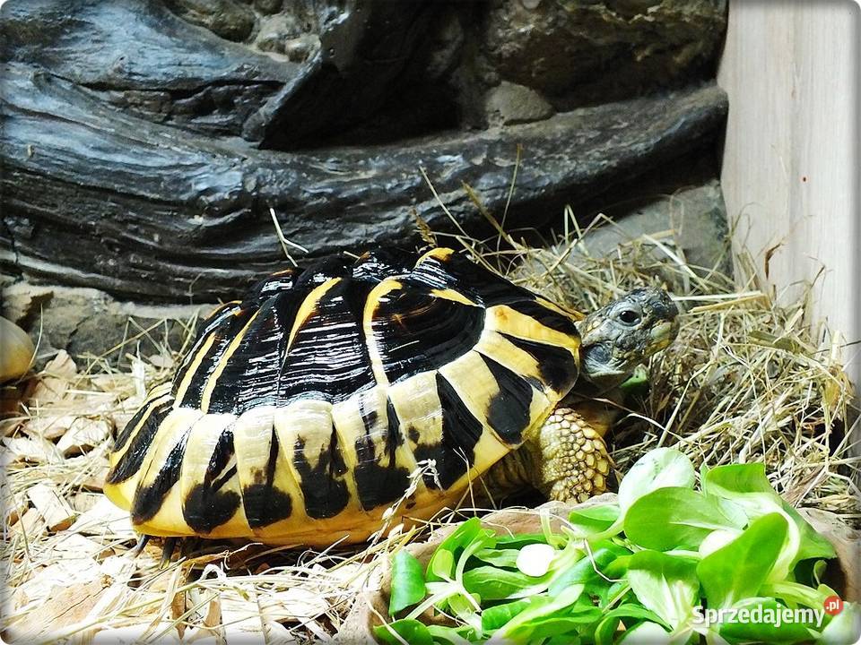 Duże Terrarium z szafką Żółw Grecki i Stepowy z