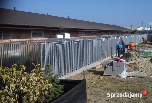 kojec boks buda psa walton Sochaczew
