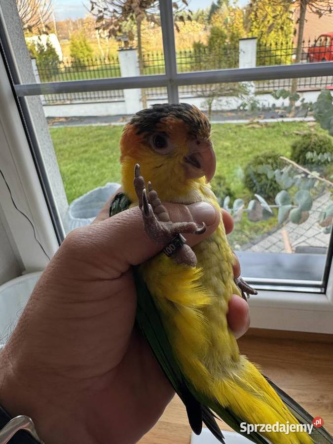 Barwinka Białobrzucha śląskie Kobiernice