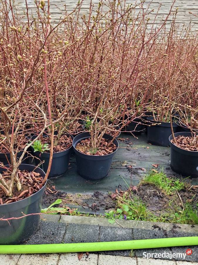 6 letnie ponad metrowe krzewy Borówki Żłobizna