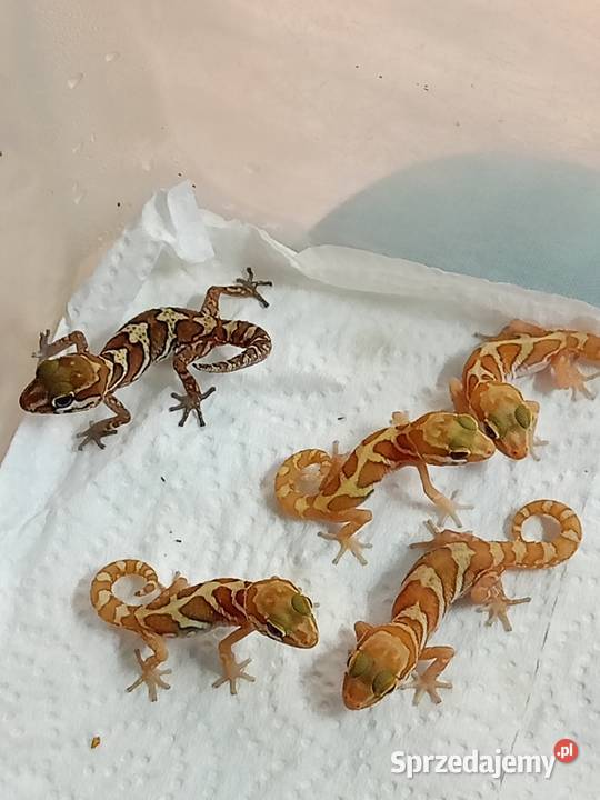 Paroedura picta gekon madagaskarski Gady i płazy podlaskie Białystok