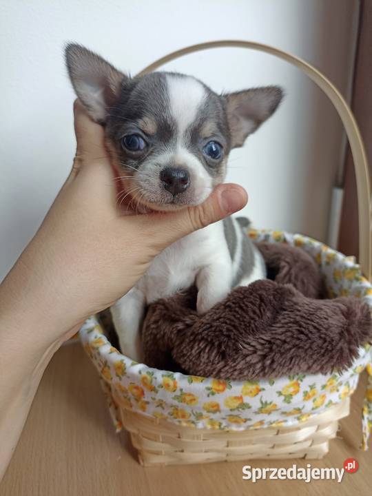 Piesek Chihuahua krótkowłosy niebieski blue Bełchatów