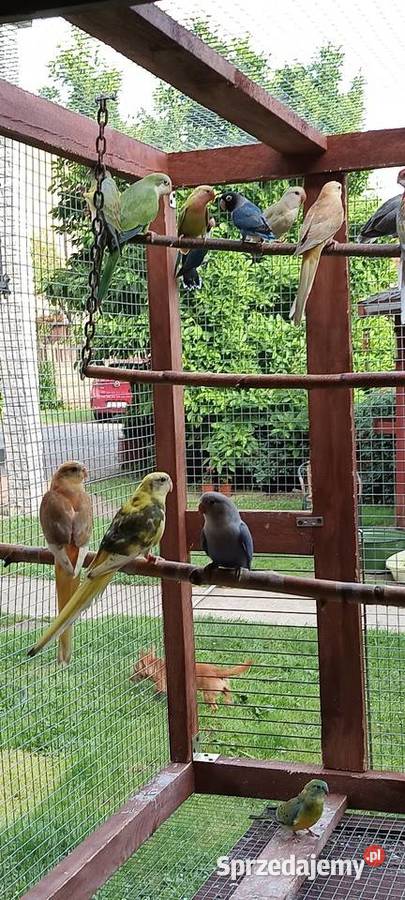 Papugi świergotki Julianpol