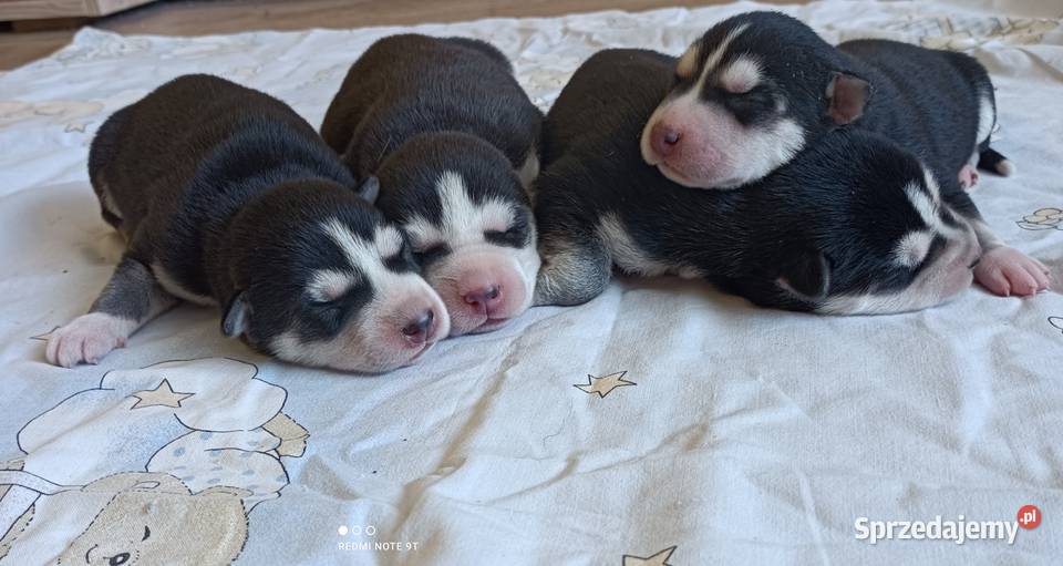 Szczeniaczki Siberian husky z elitarnym łódzkie Krośniewice