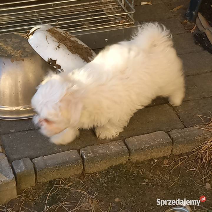 Maltaczyk chłopak Reducin sprzedam