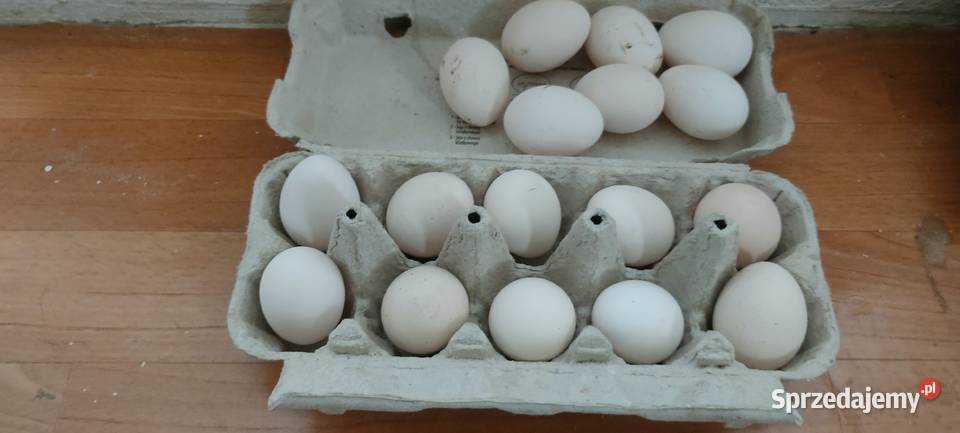 Jajka lęgowe karzełka liliput Tokarówka