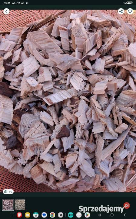 Zrebka iglasta Łapanów