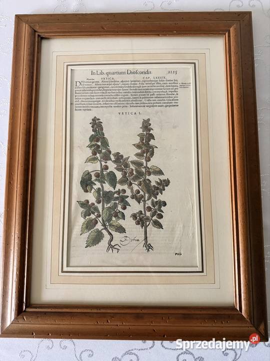 Antyczny Miedzioryt 1563 Rycina Botaniczna Czerwionka-Leszczyny sprzedam
