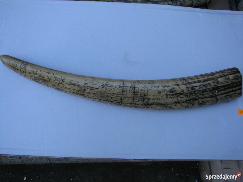 RÓG KIEŁ MORSA TROFEUM RZEŹBIONY