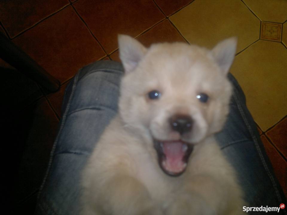 oddam w ręce Pyrzyce