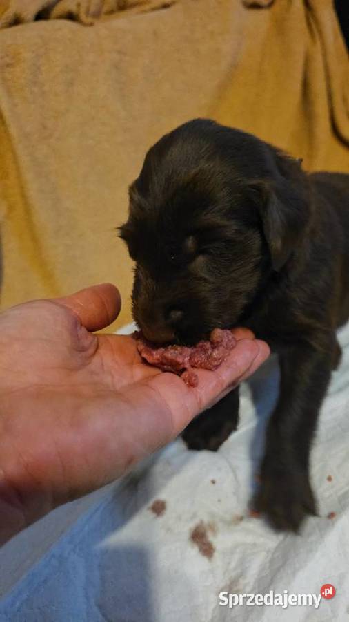 Flat Coated Retriever FCI Gorzów Wielkopolski sprzedam