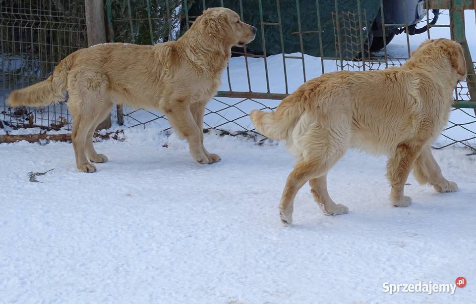 Golden retriever 8 miesięczne