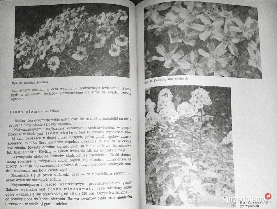 Kwiaciarstwo ZSO A Bartosiewicz H Chmiel miękka lubelskie Chełm