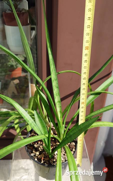 Sansevieria parva Kenya Hyacinth duża Warszawa