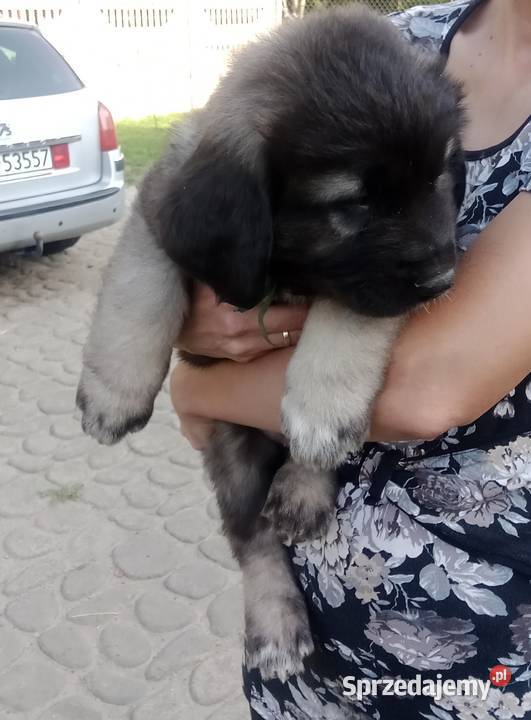 Owczarek kaukaski Owczarek Grodzisk Mazowiecki sprzedam