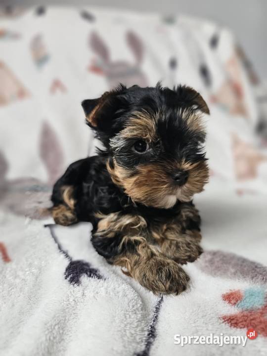 Dziewczynka Yorkshire Terrier Wyprawka Chip śląskie