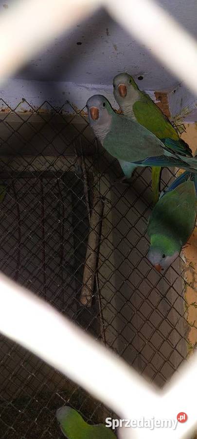 Mnichy nizinne Łużna