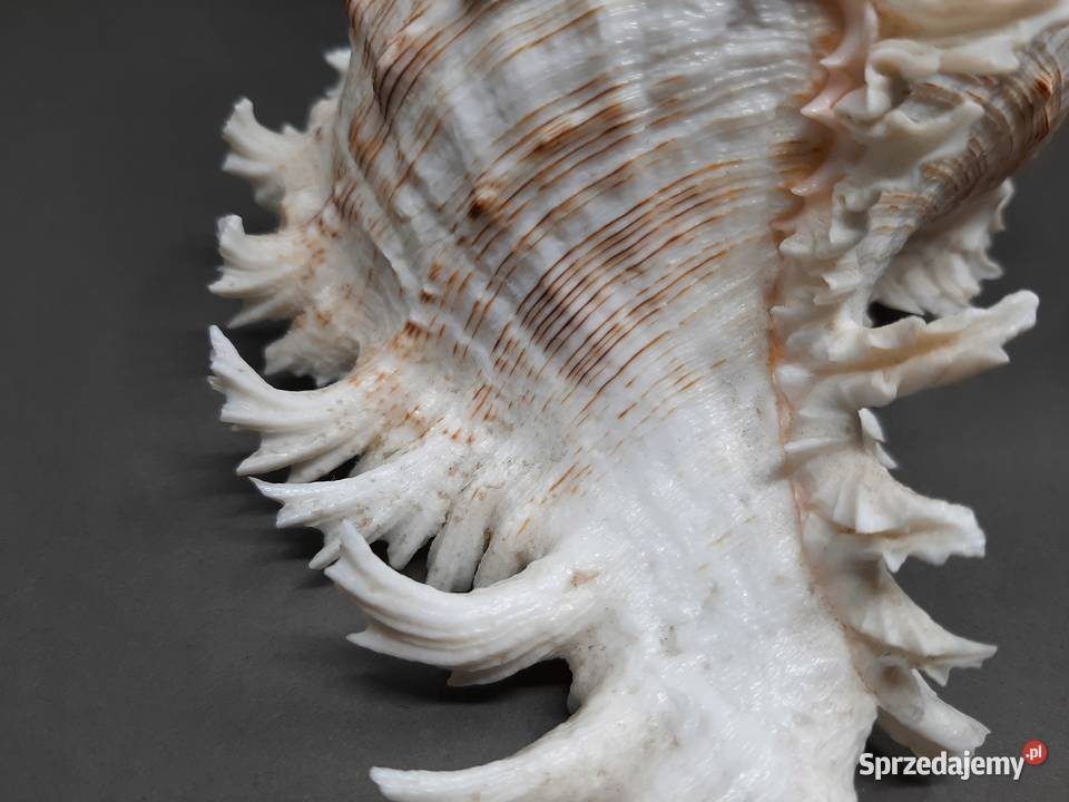 Muszla Rozkolec 1 jasny Duża Lublin