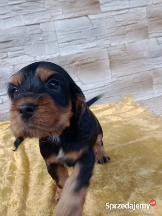 Śliczne Szczenięta Cocker Spaniel Angielski Sieradz