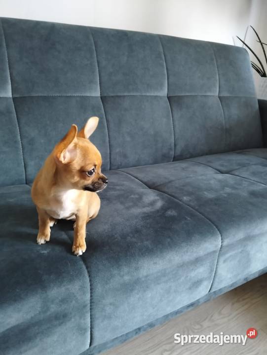 Biszkoptowa chihuahua Konin