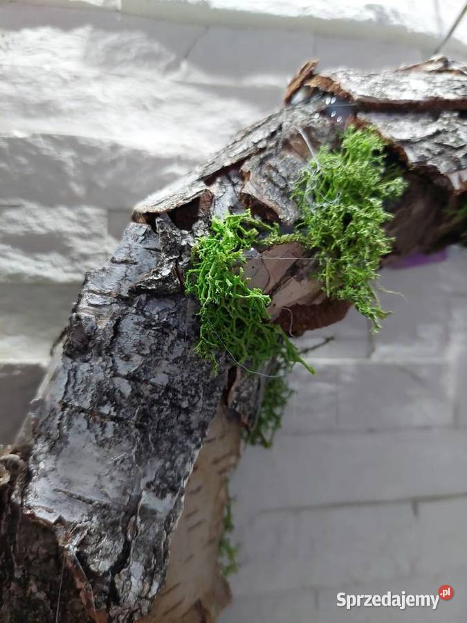 WIOSENNY WIANEK Stargard