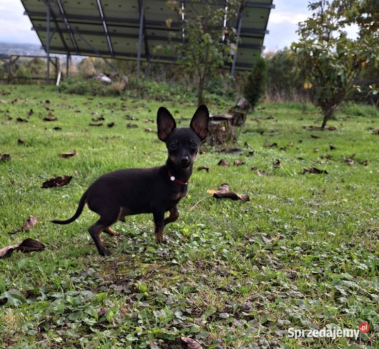 Sunia lola pinczer miniaturowy Pozostałe Psy Jasło